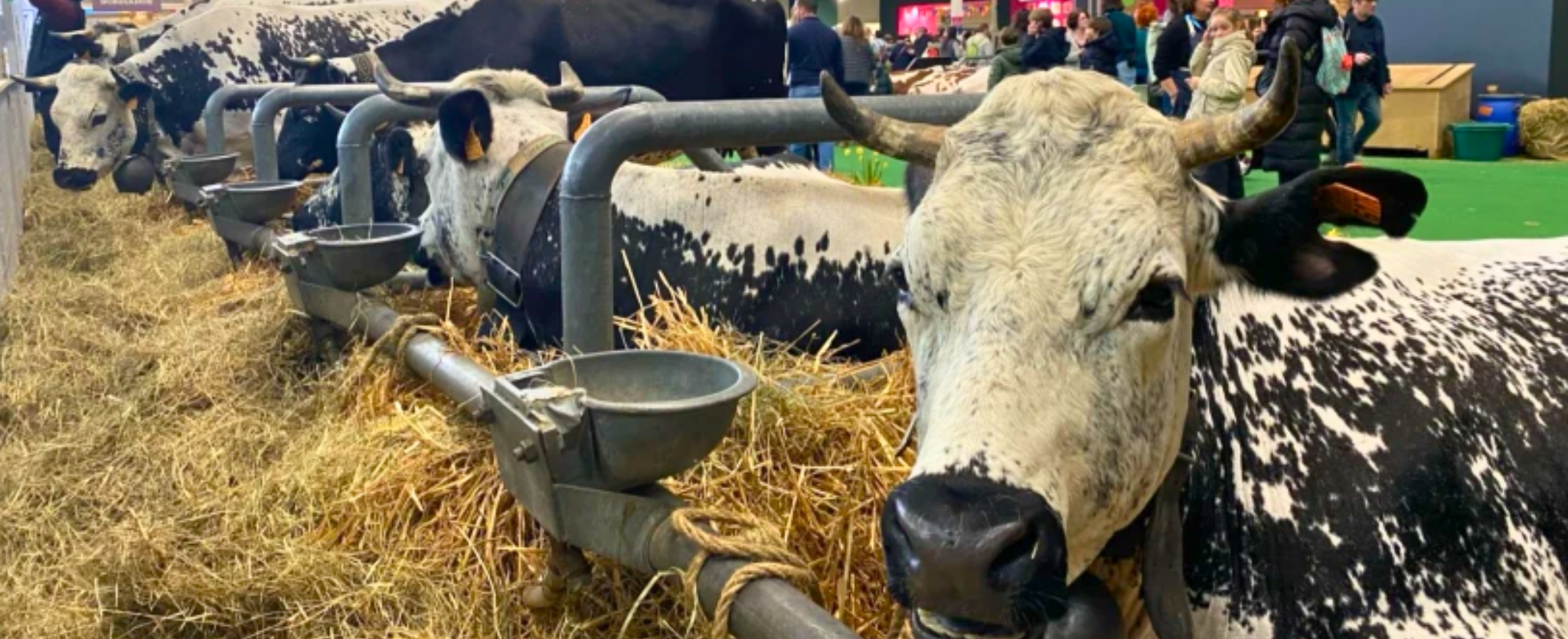 Salón de la agricultura en París